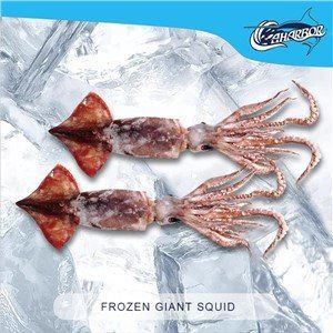 frozen-giant-squid01316999174 frozen-giant-squid01316999174
