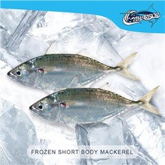 Cá thu thân ngắn đông lạnh