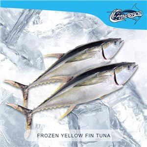 Cá ngừ vây vàng đông lạnh