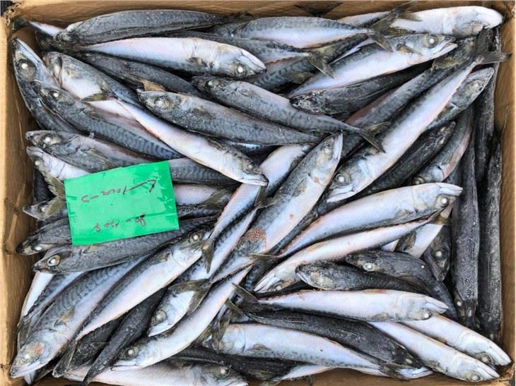 Chub Mackerel