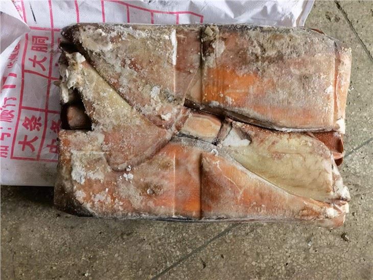 Frozen Giant Squid Body
