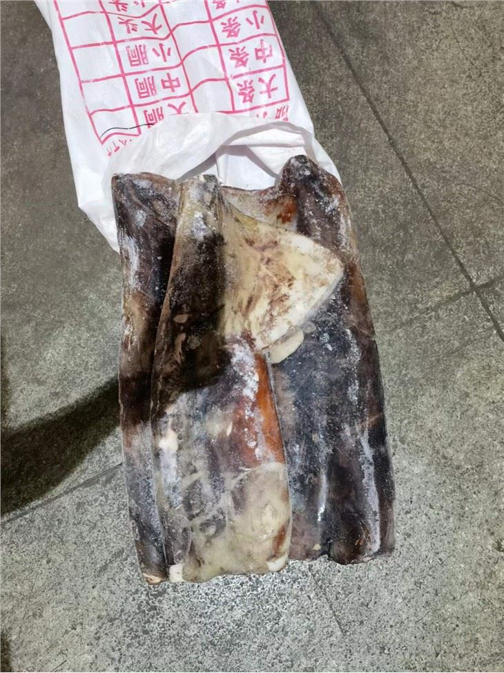 Frozen Giant Squid Body