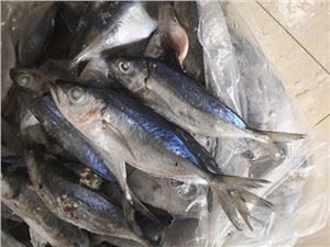 Cá nục mắt to đông lạnh