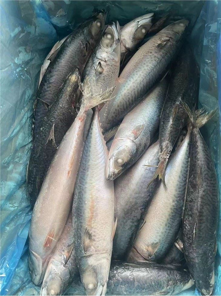 Supplying Pacific Mackerel Sea Frozen