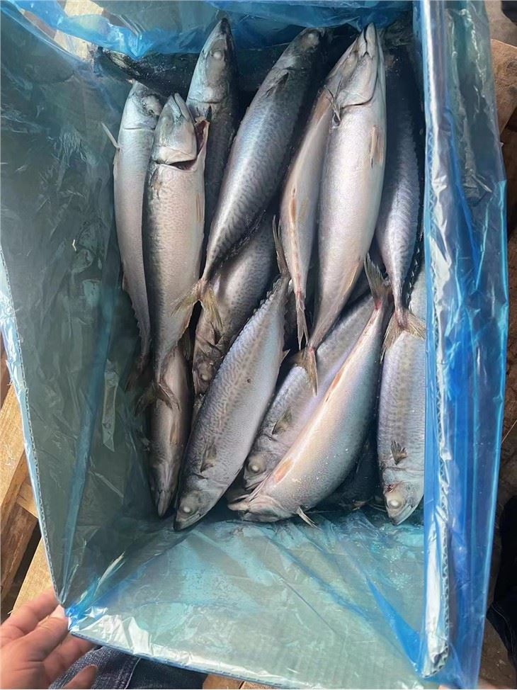 Supplying Pacific Mackerel Sea Frozen