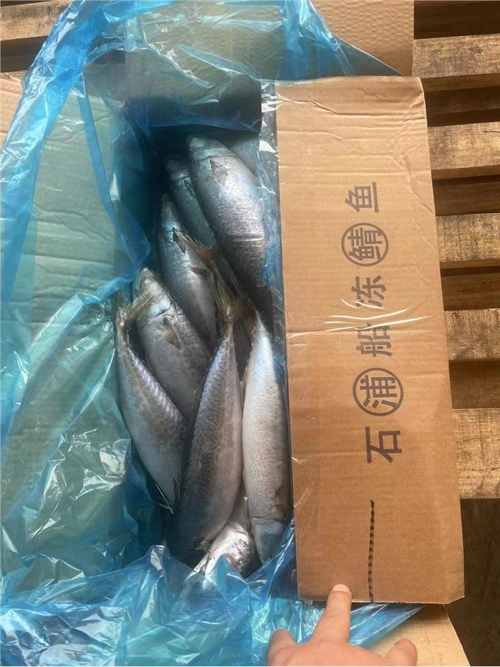 Supplying Pacific Mackerel Sea Frozen
