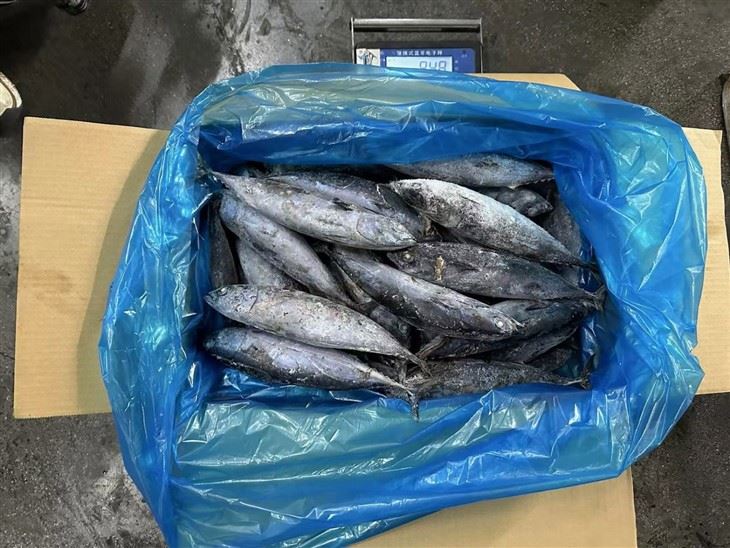 Frozen Bonito Fish factory